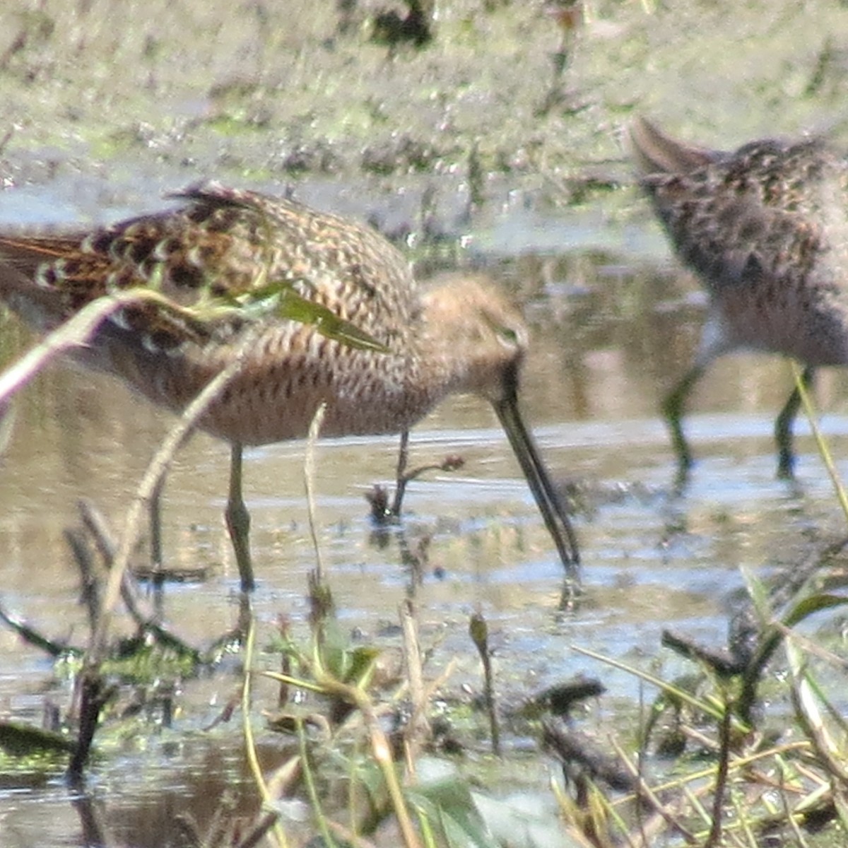 Long-billed Dowitcher - ML225066781
