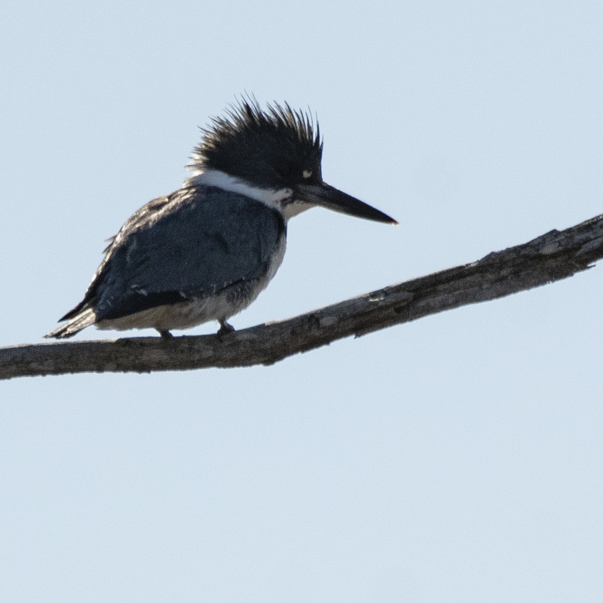 Belted Kingfisher - Don Wigle