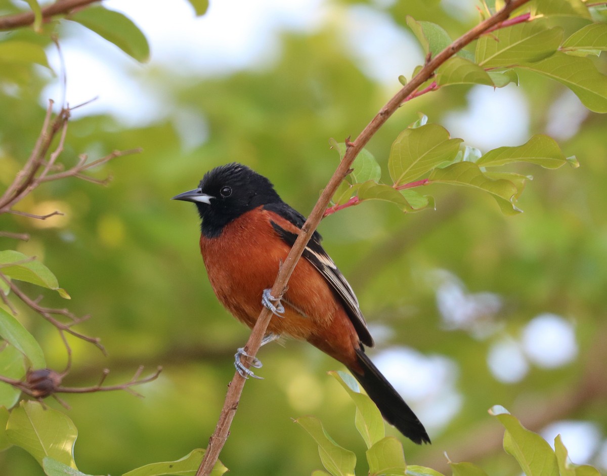 Orchard Oriole - Justin  Hall