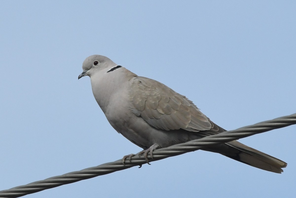 Eurasian Collared-Dove - Cathryn Dippo
