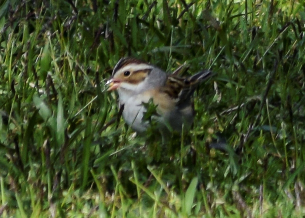 Clay-colored Sparrow - ML225068421