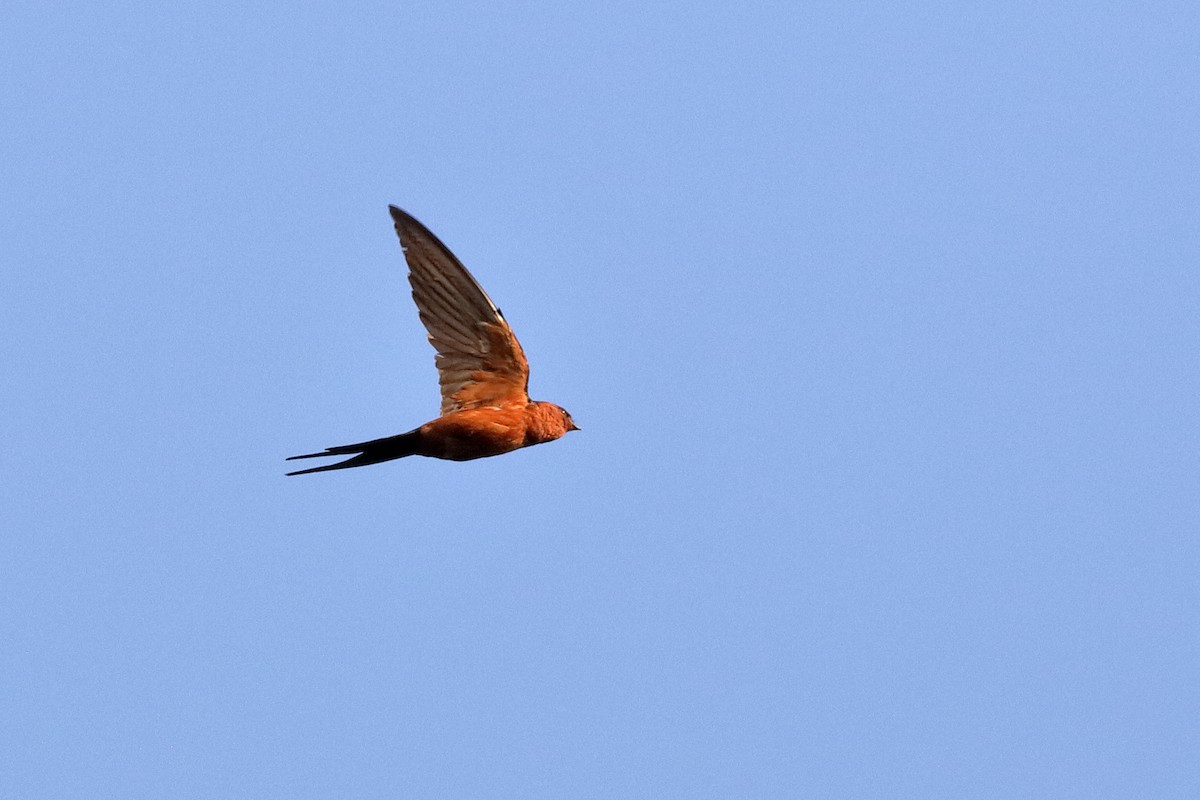 Rufous-bellied Swallow - Holger Teichmann