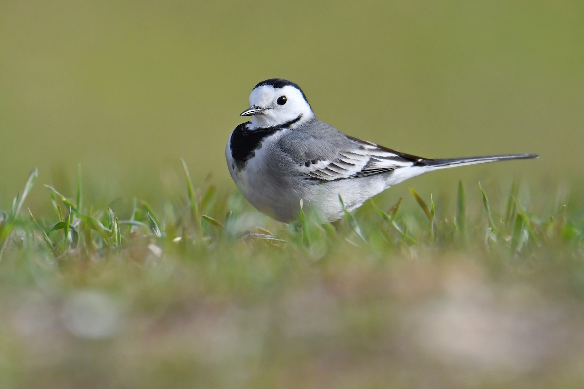 White Wagtail (White-faced) - ML225070381