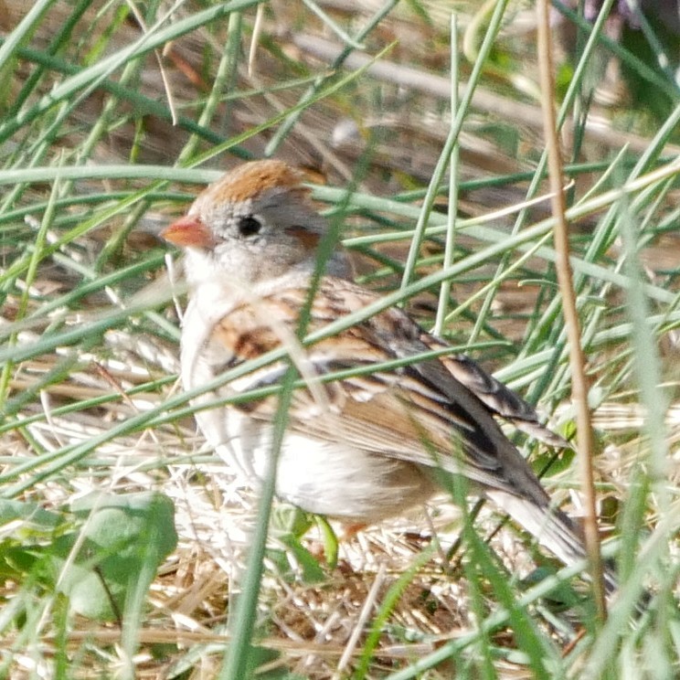 Field Sparrow - Darrin Menzo