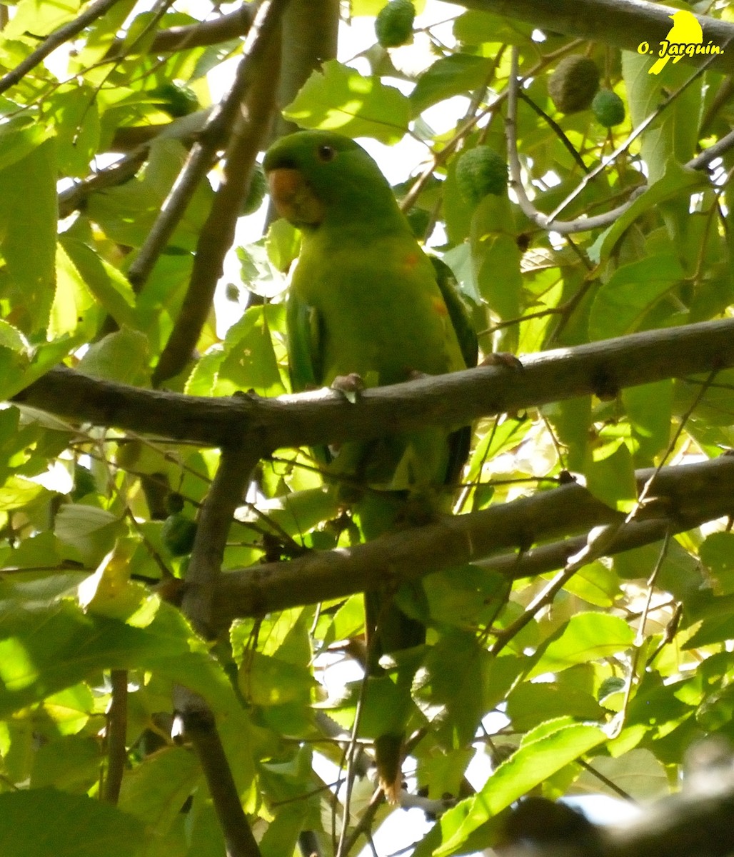 Pacific Parakeet - Orlando Jarquín