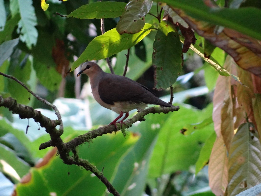Gray-fronted Dove - ML225075991