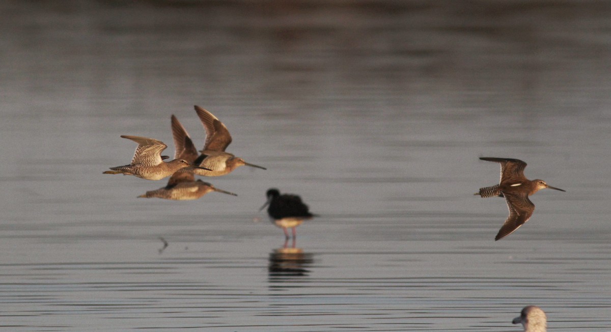Long-billed Dowitcher - ML22508541