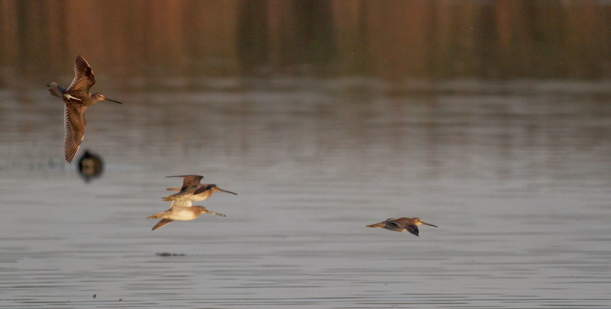 Long-billed Dowitcher - ML22508551