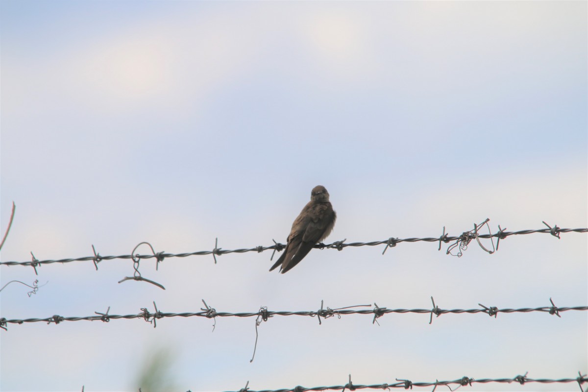 Northern Rough-winged Swallow - ML225088351