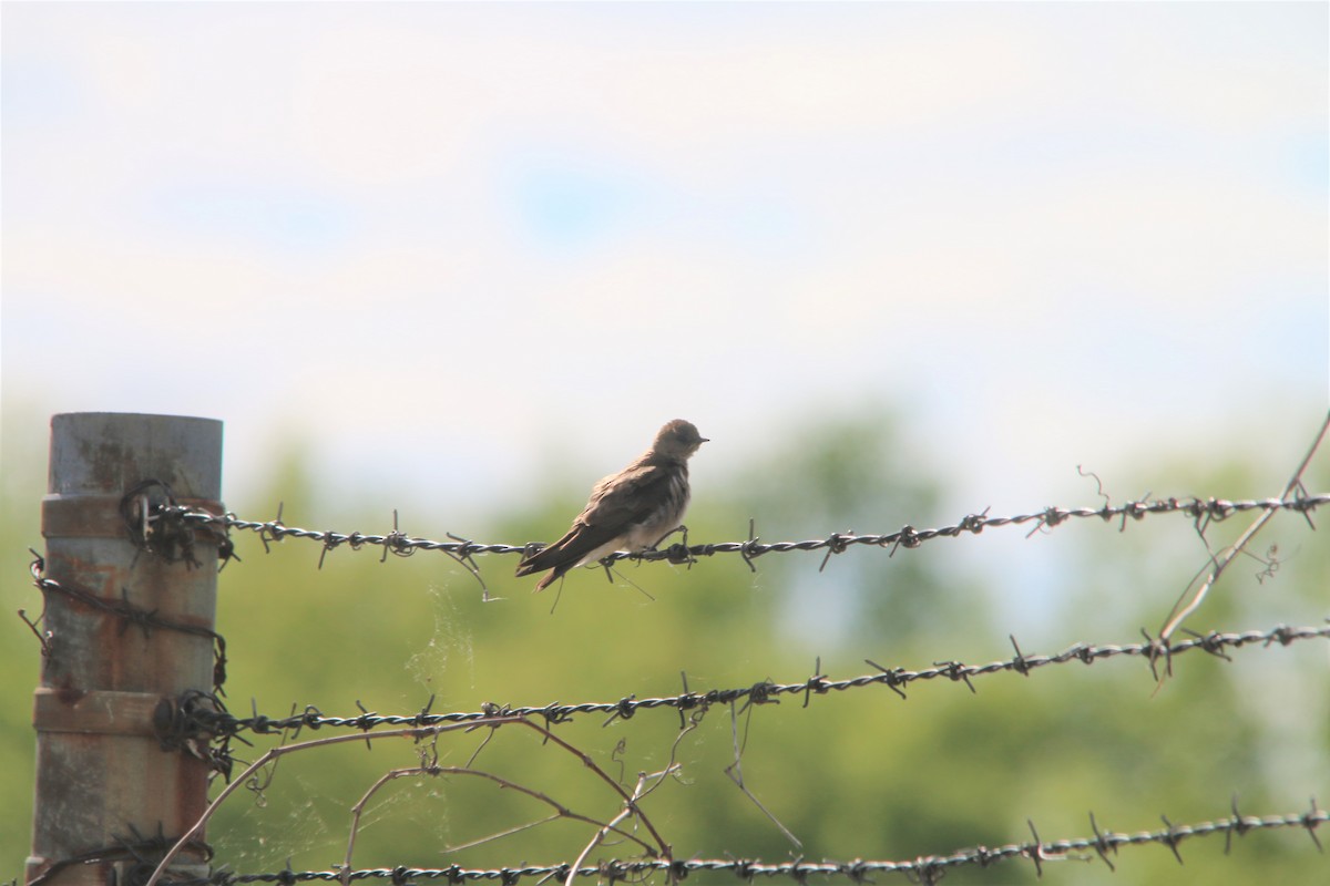 Northern Rough-winged Swallow - ML225088371