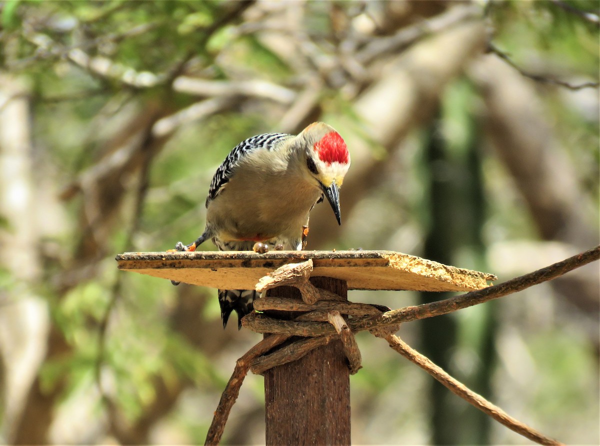 Red-crowned Woodpecker - ML225089841