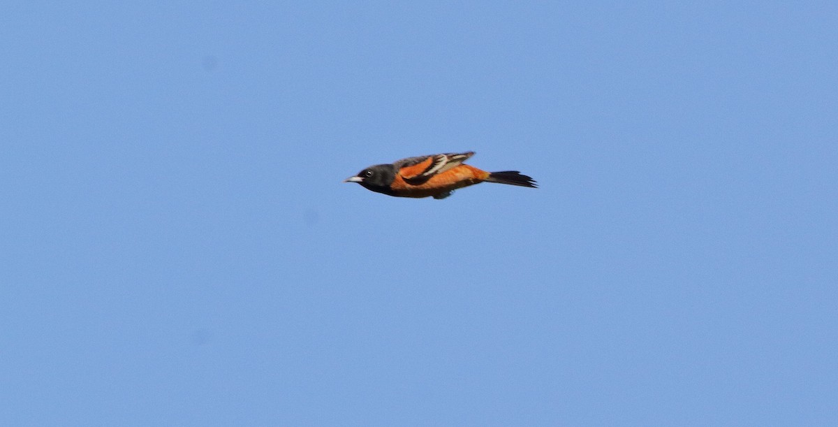 Orchard Oriole (Orchard) - ML225093371
