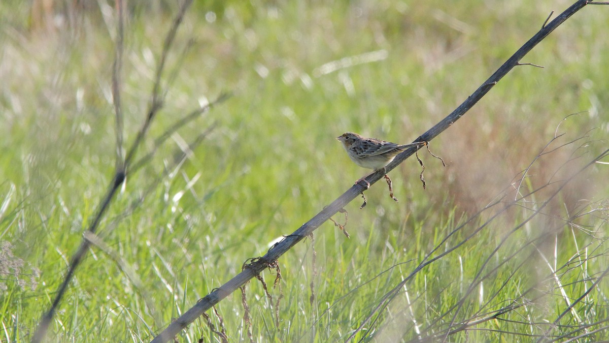 Grasshopper Sparrow - ML225093571