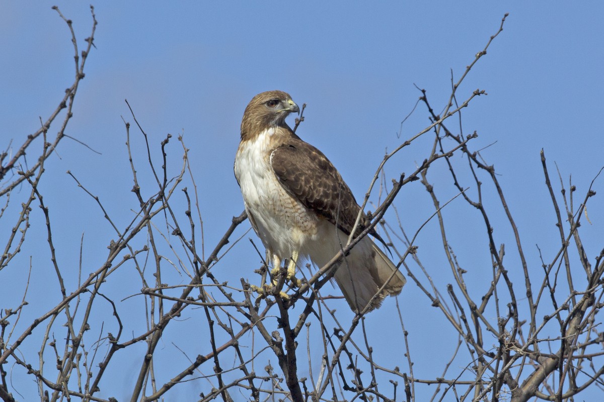 Red-tailed Hawk (fuertesi) - Christine Whitebread