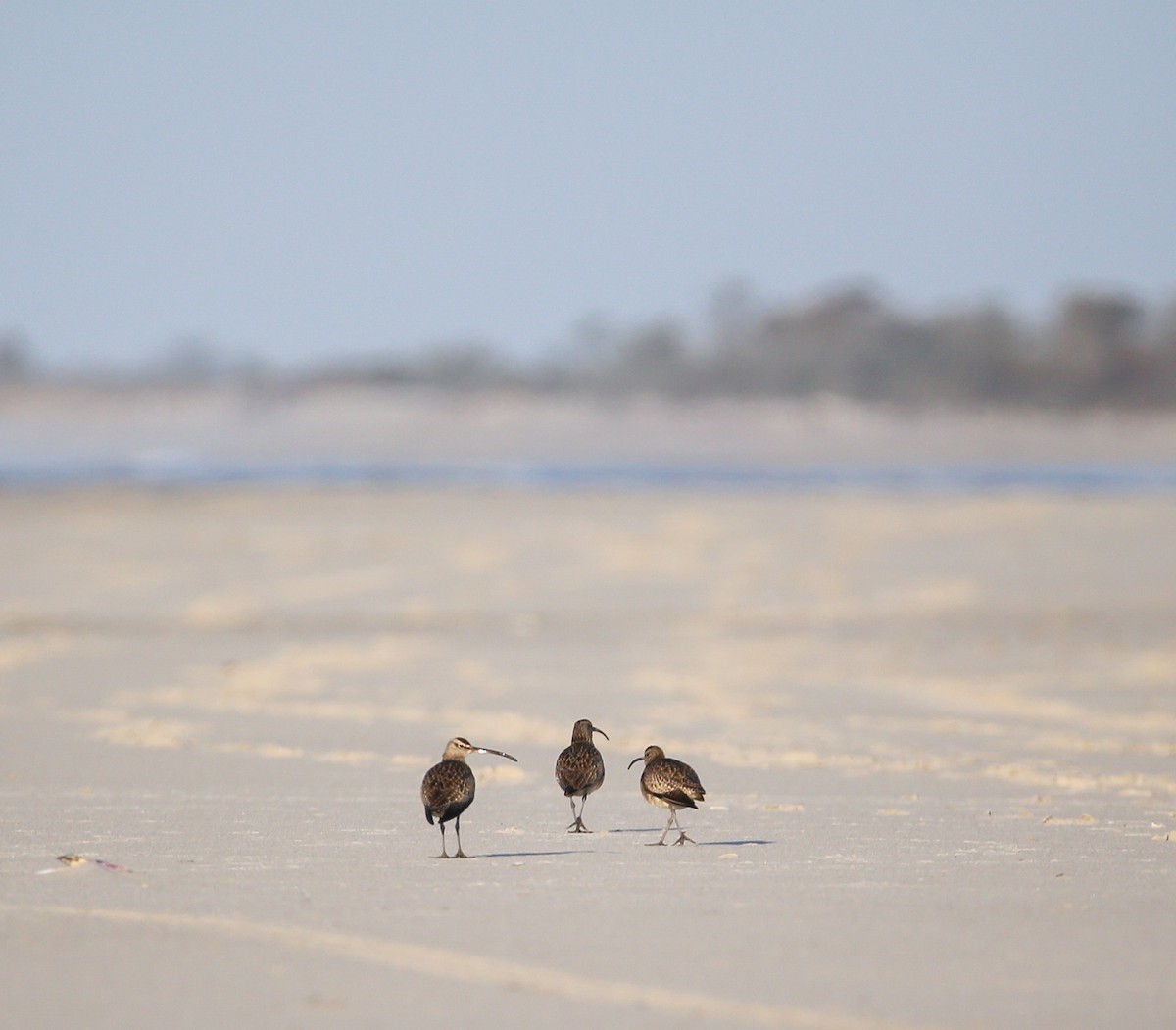 eBird Checklist - 19 Apr 2020 - Fire Island National Seashore, Fire ...