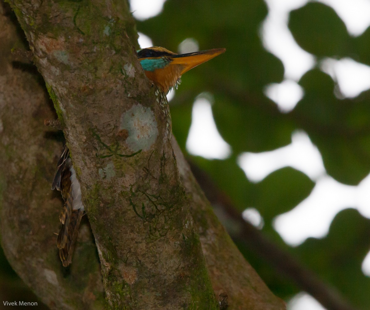 Spotted Kingfisher - ML225106061