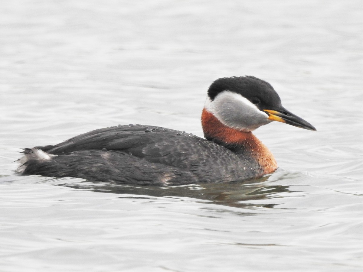 Red-necked Grebe - ML225106761