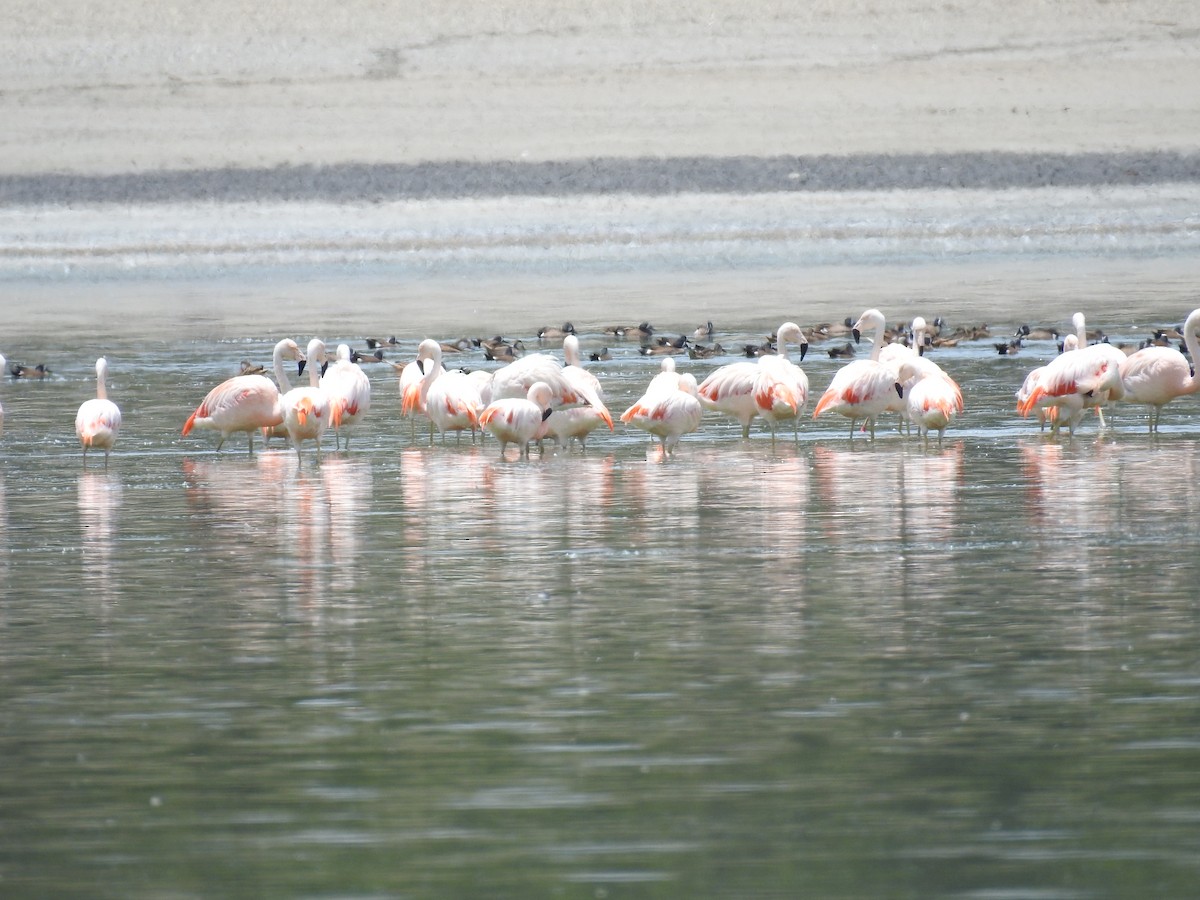 Chilean Flamingo - ML225113571