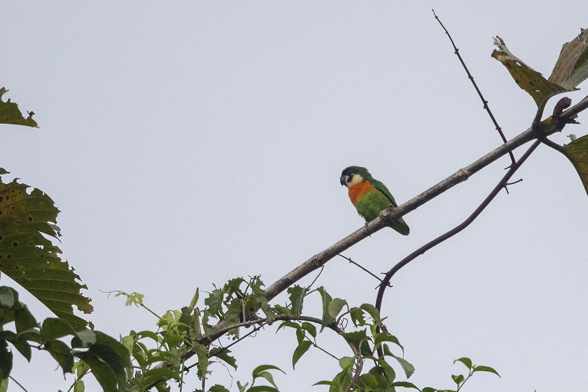 Dusky-cheeked Fig-Parrot - Niall D Perrins