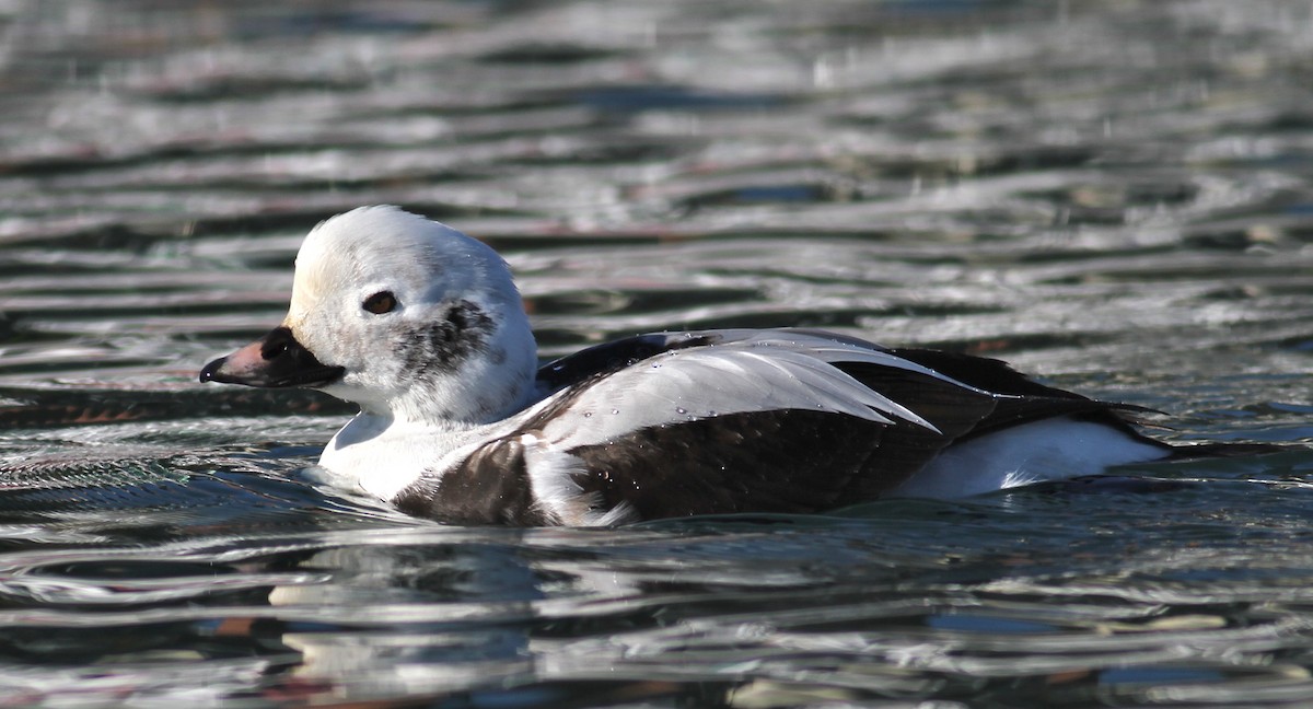 Long-tailed Duck - ML22511831