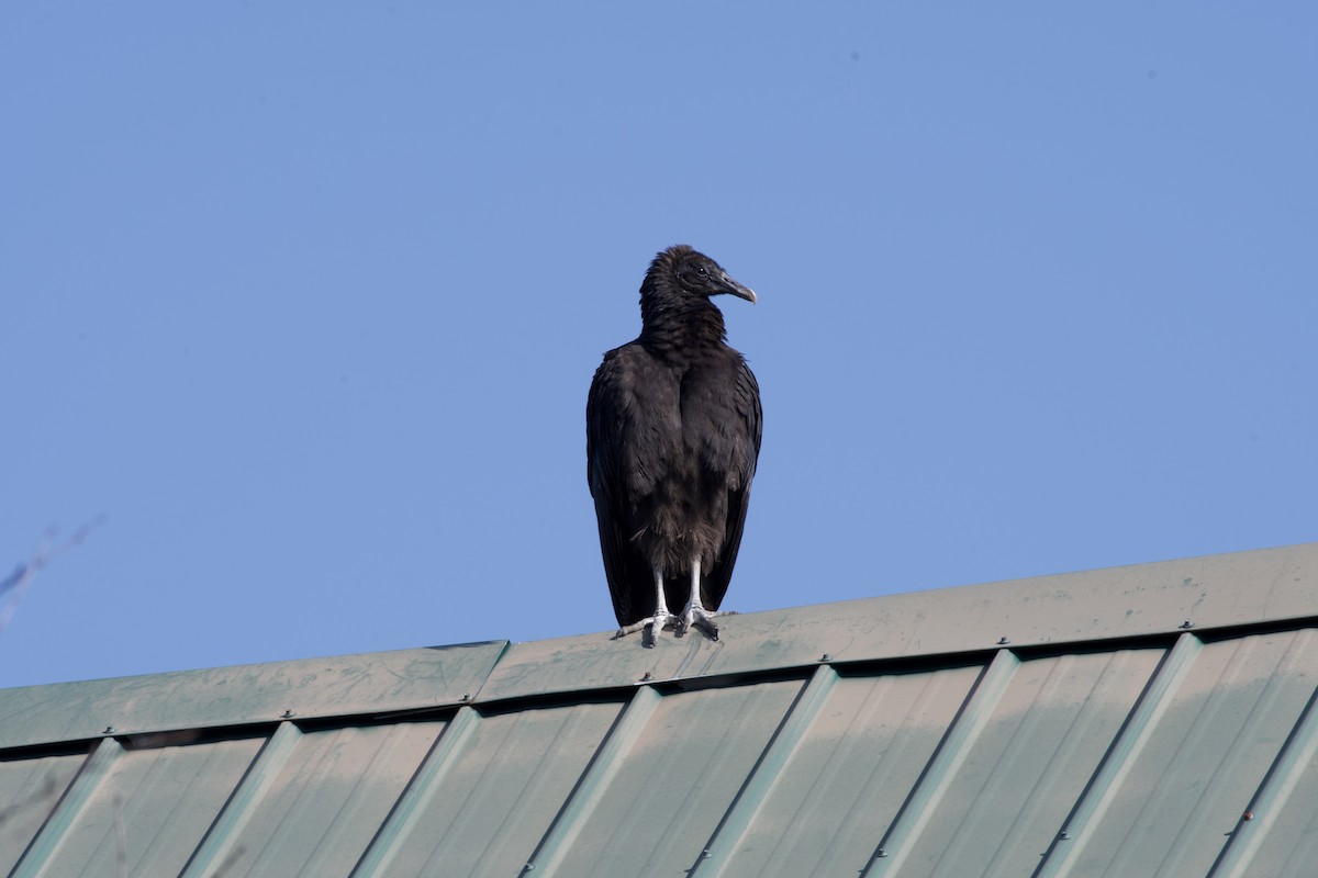 Black Vulture - Michael  Gates