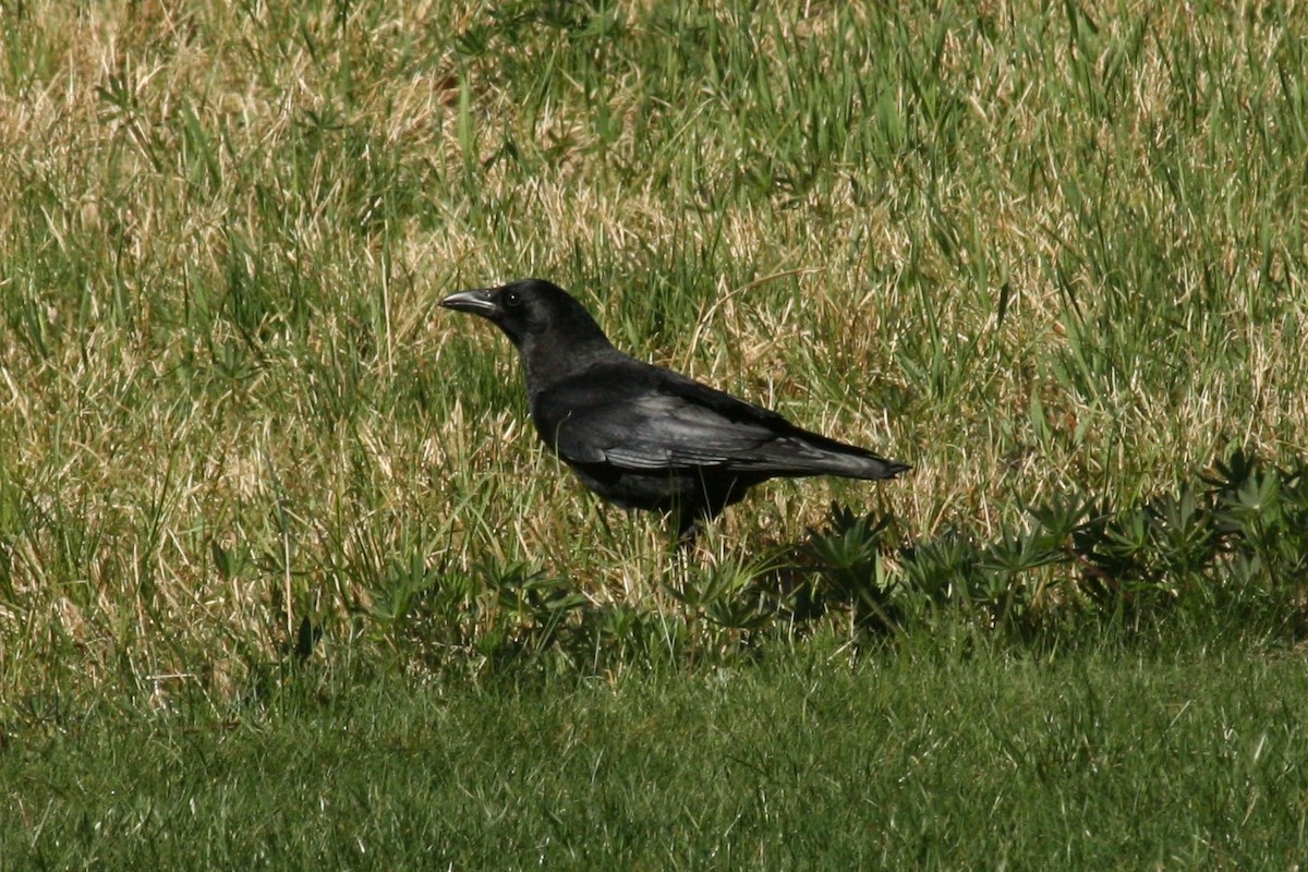 American Crow - ML225124381