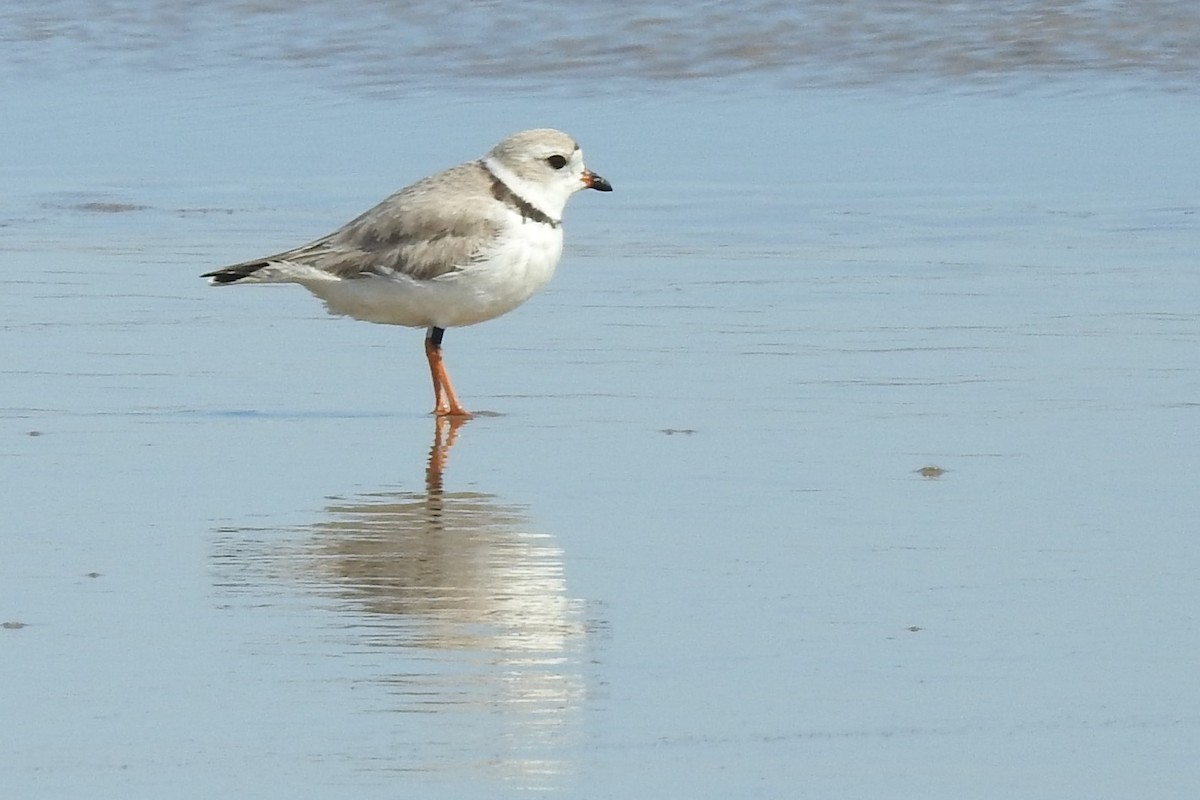 Piping Plover - ML225128501