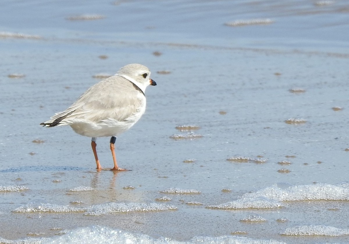 Piping Plover - ML225128521