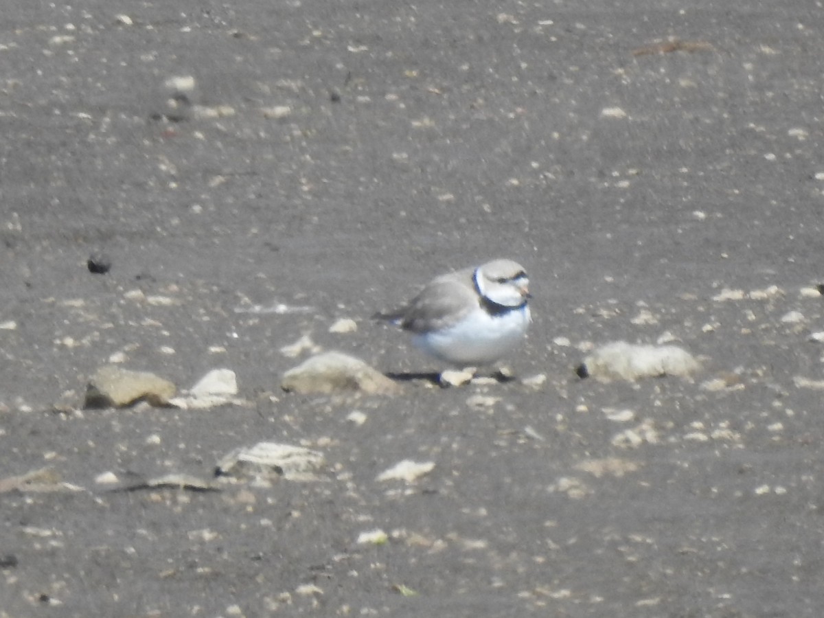 Piping Plover - ML225130801