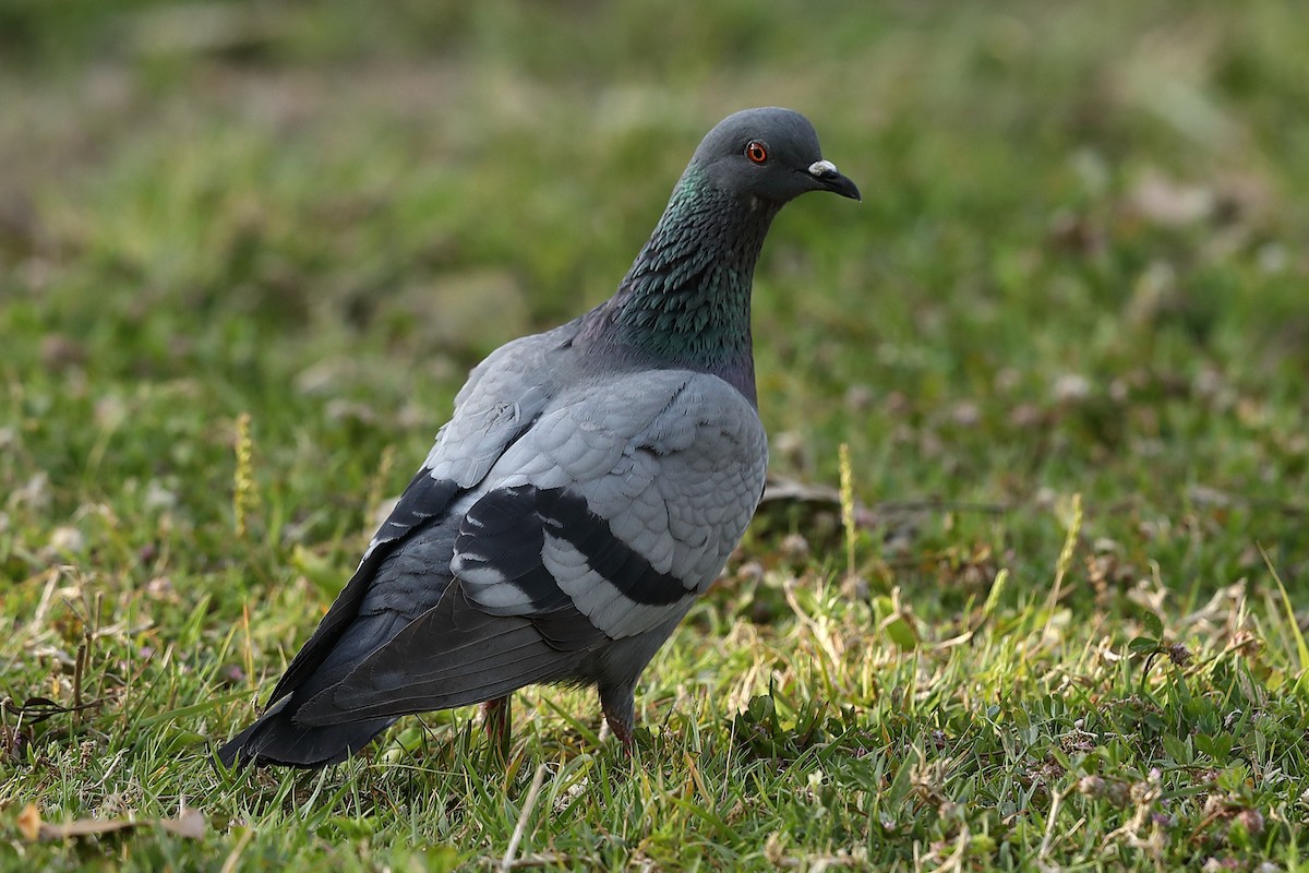 Rock Pigeon - Vinit Bajpai