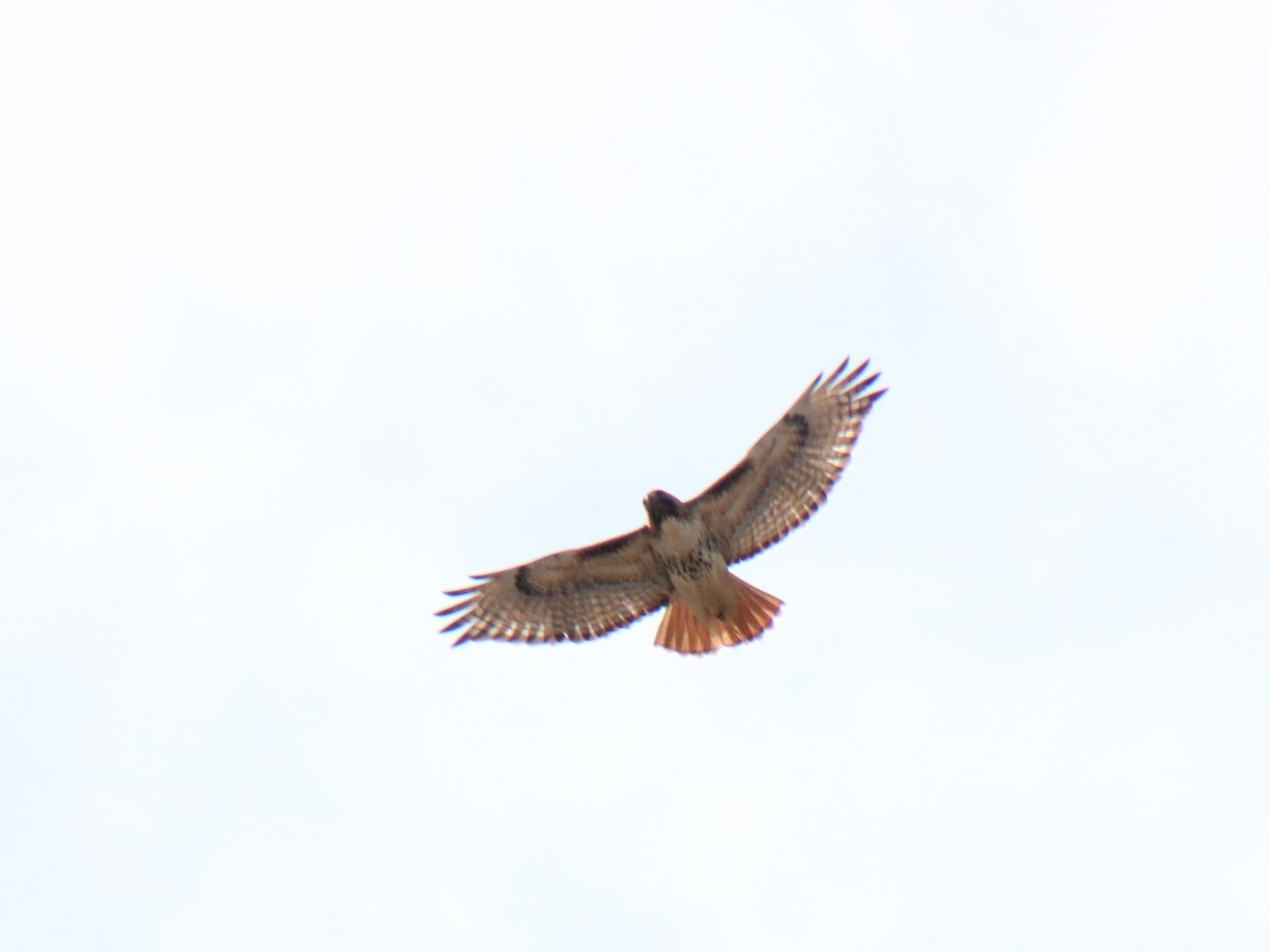 Red-tailed Hawk - ML225143731