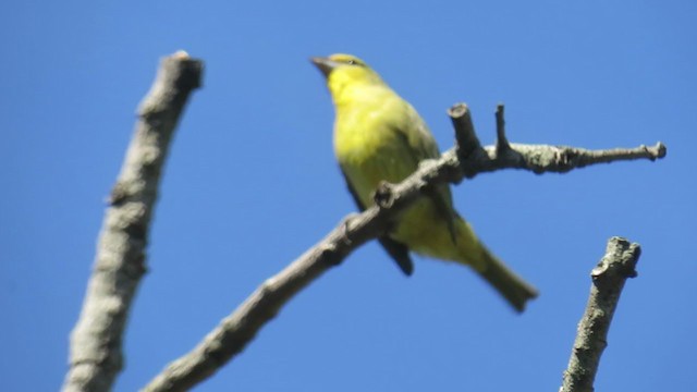 Hepatic Tanager - ML225147681