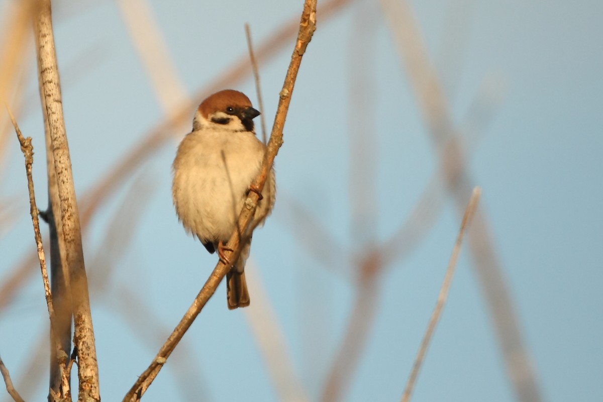 Eurasian Tree Sparrow - Tony Moline