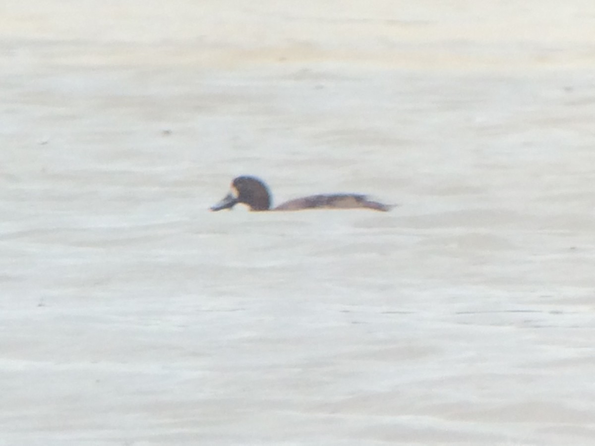 Greater Scaup - ML225154351