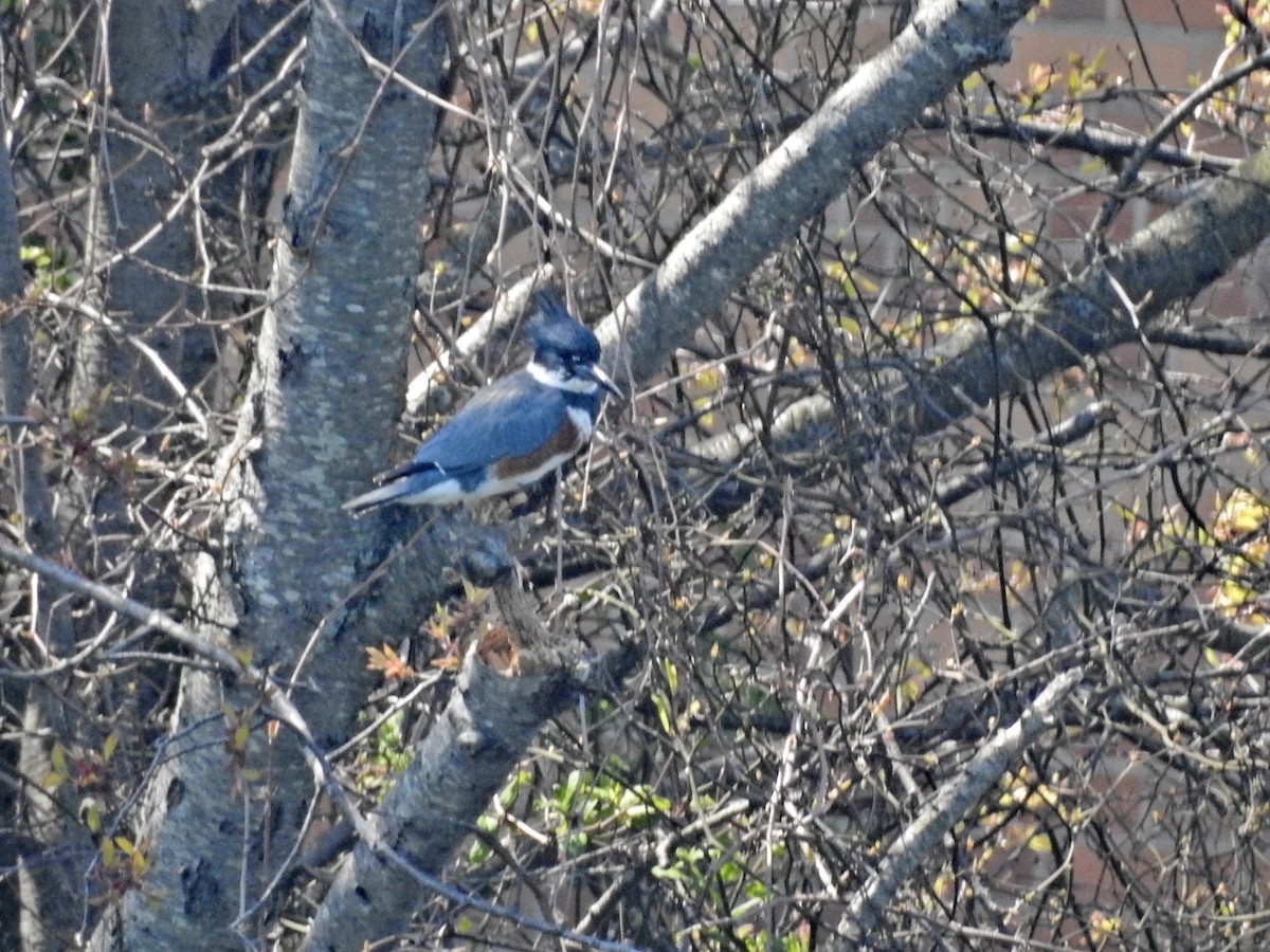 Belted Kingfisher - ML225156791
