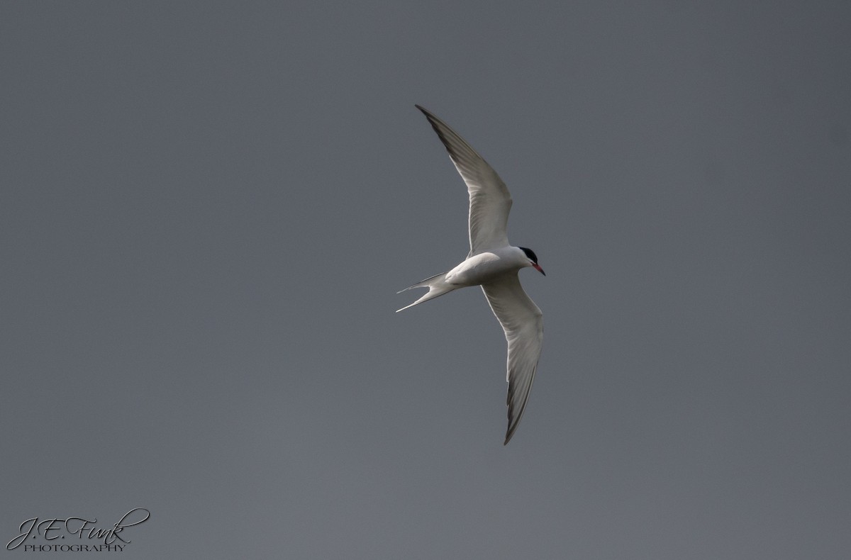 Common Tern - ML225159851