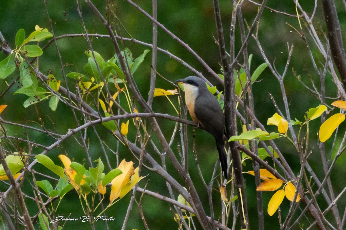 Mangrove Cuckoo - ML225161541