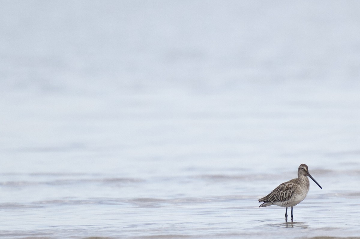 Asian Dowitcher - ML22516791