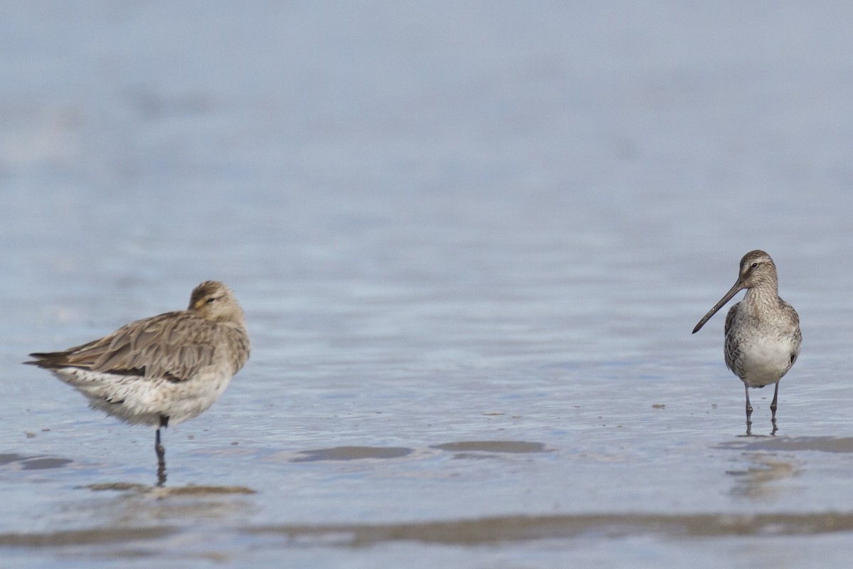 Asian Dowitcher - ML22516811