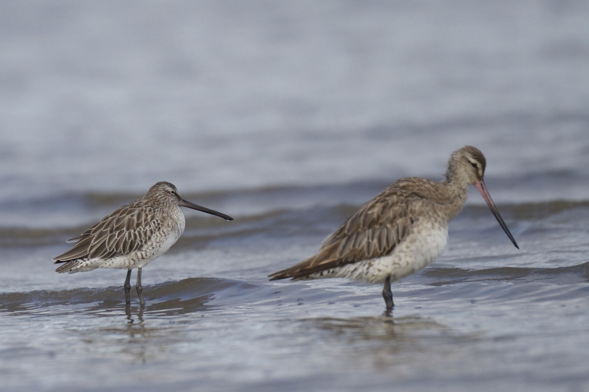 Asian Dowitcher - ML22516831
