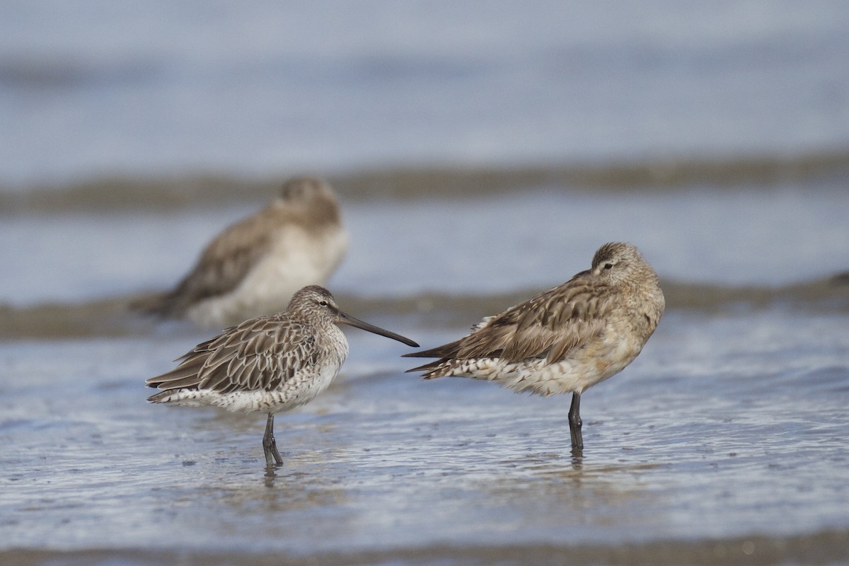 Asian Dowitcher - ML22516841
