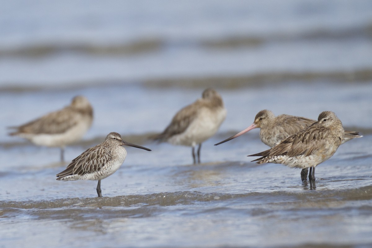 Asian Dowitcher - ML22516891