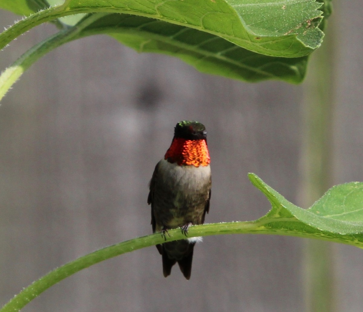 Ruby-throated Hummingbird - ML225170891