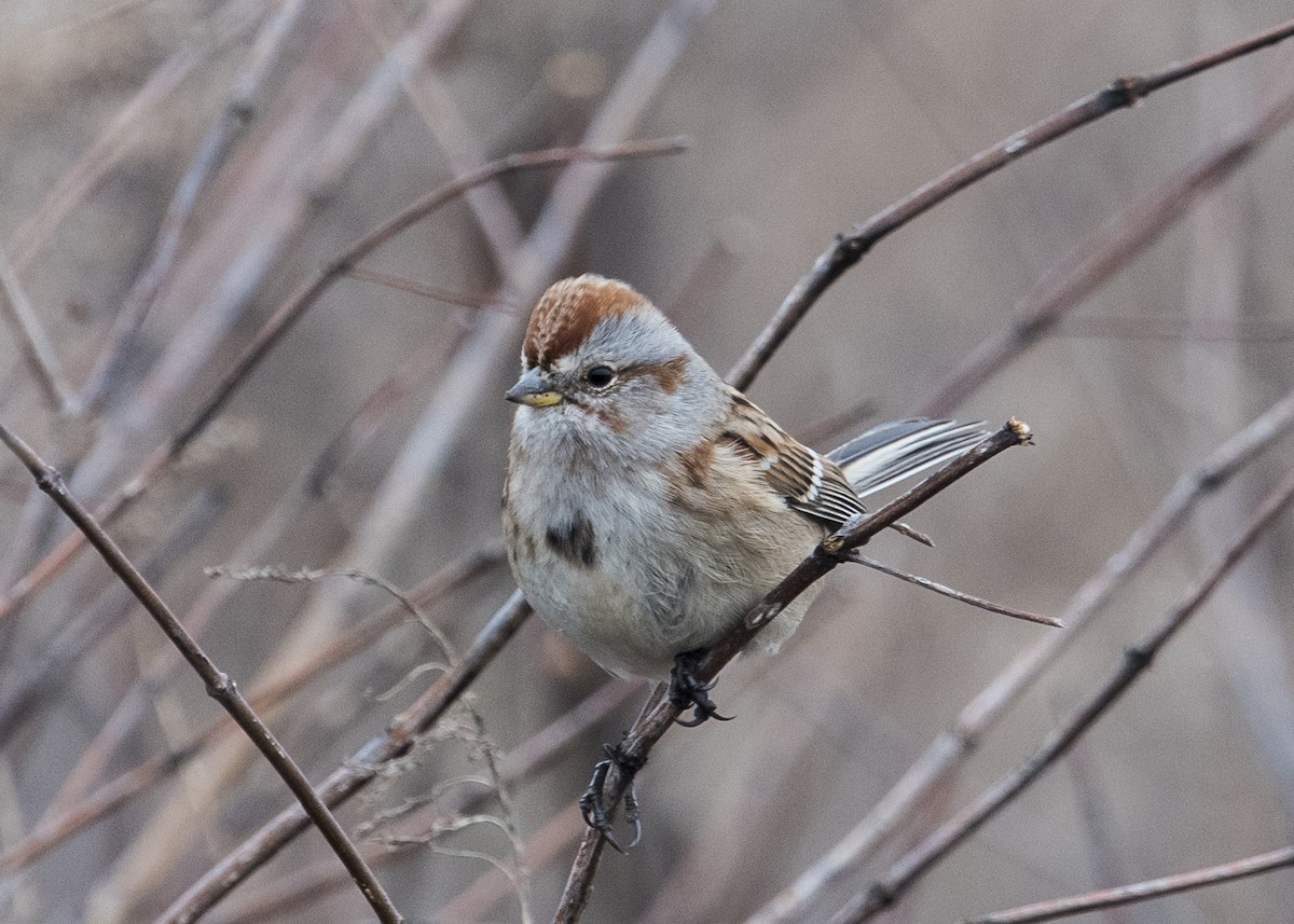 American Tree Sparrow - ML22517381