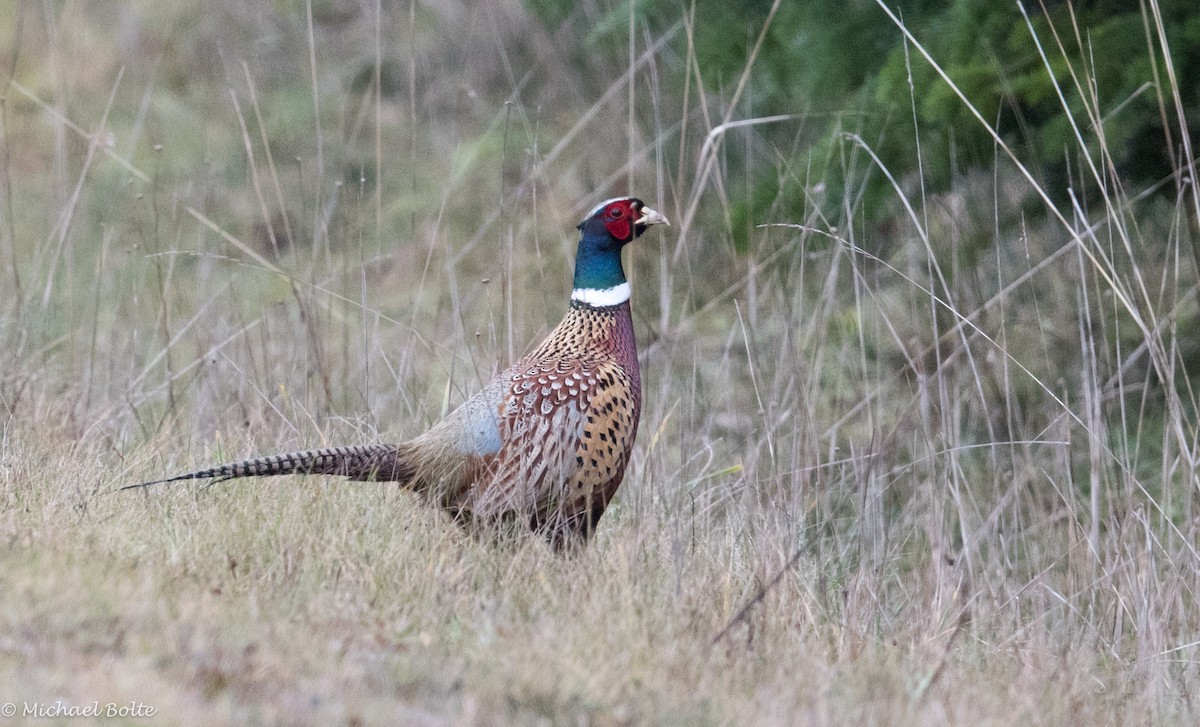 Ring-necked Pheasant - Michael Bolte