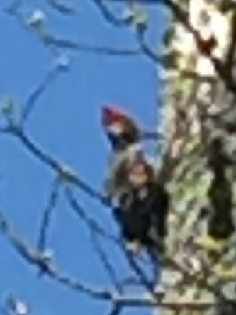 Pileated Woodpecker - ML225176561