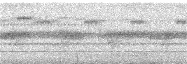 Short-tailed Nighthawk (nattereri) - ML225184501