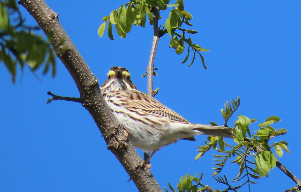 Savannah Sparrow - ML225185891