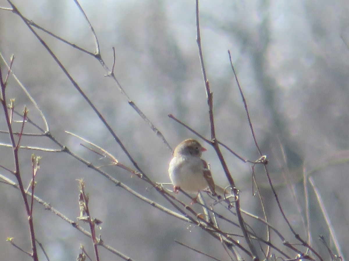 Field Sparrow - ML225186291
