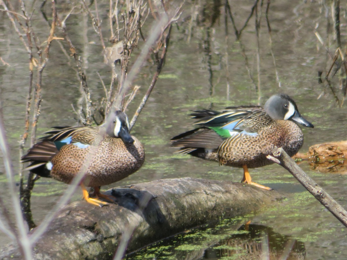Blue-winged Teal - ML225187881